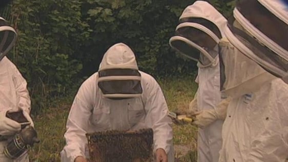 Beekeepers, An Grianán (1994)
