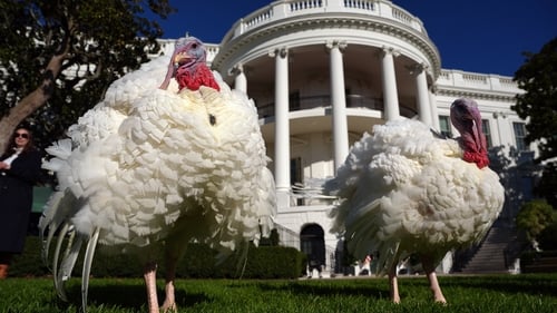 Joe Biden spared birds Peach and Blossom from ending up on the dinner table in a time-honoured tradition marking the upcoming US holiday