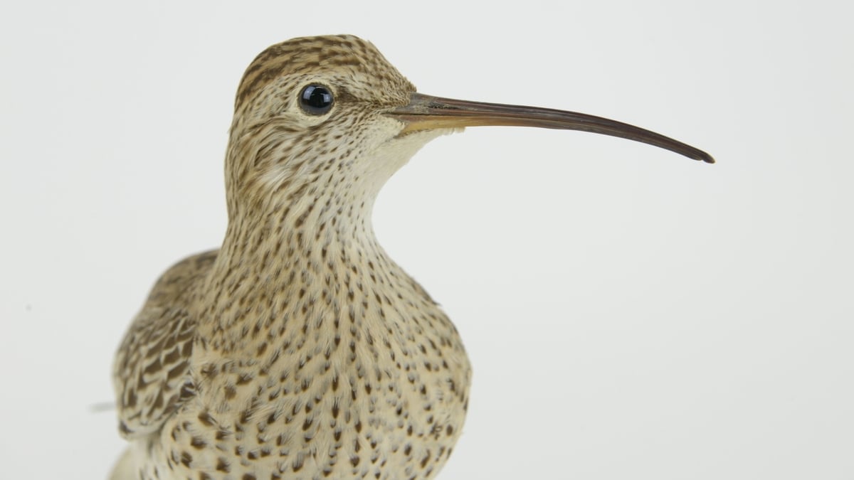 Slender-billed Curlew declared extinct and previewing 'The Ring Ouzel'