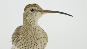 Slender-billed Curlew declared extinct and previewing 'The Ring Ouzel' show image
