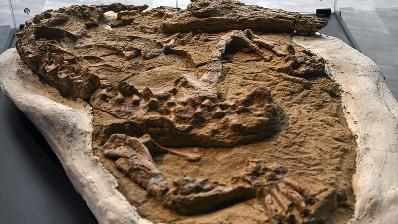 The fossil of the juvenile Cenozoic crocodile was discovered late last year is perfect condition