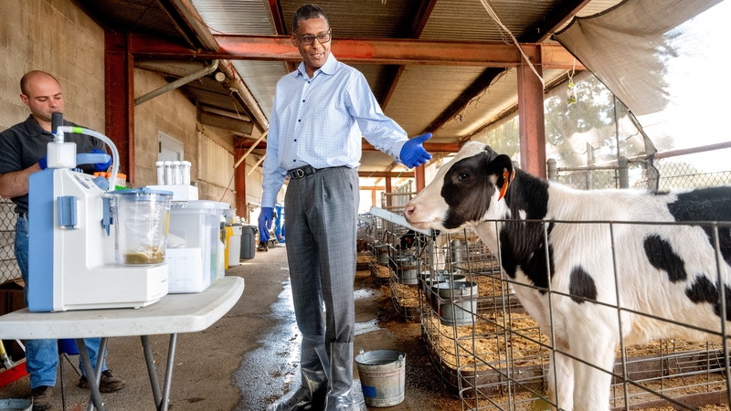 Scientists at University of California, Davis have seven years to find a pill to prevent cows from burping methane