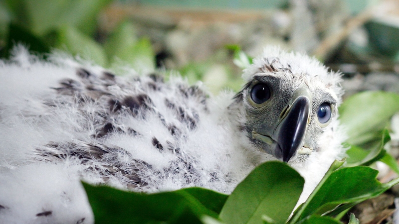 Habitat loss and hunting have led to the decline in numbers of Philippine eagles (Stock image)