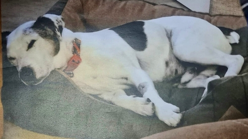 The Department of Agriculture prosecuted the mother of three for causing unnecessary suffering, endangering and failing to safeguard the welfare of 10-year-old Lucky (pictured after treatment)
