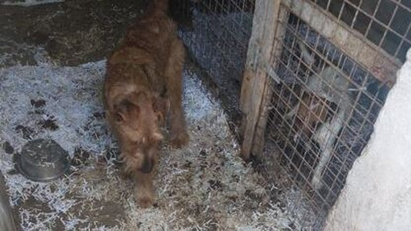 Ten dogs kept at his kennels near Michael O'Reilly's home