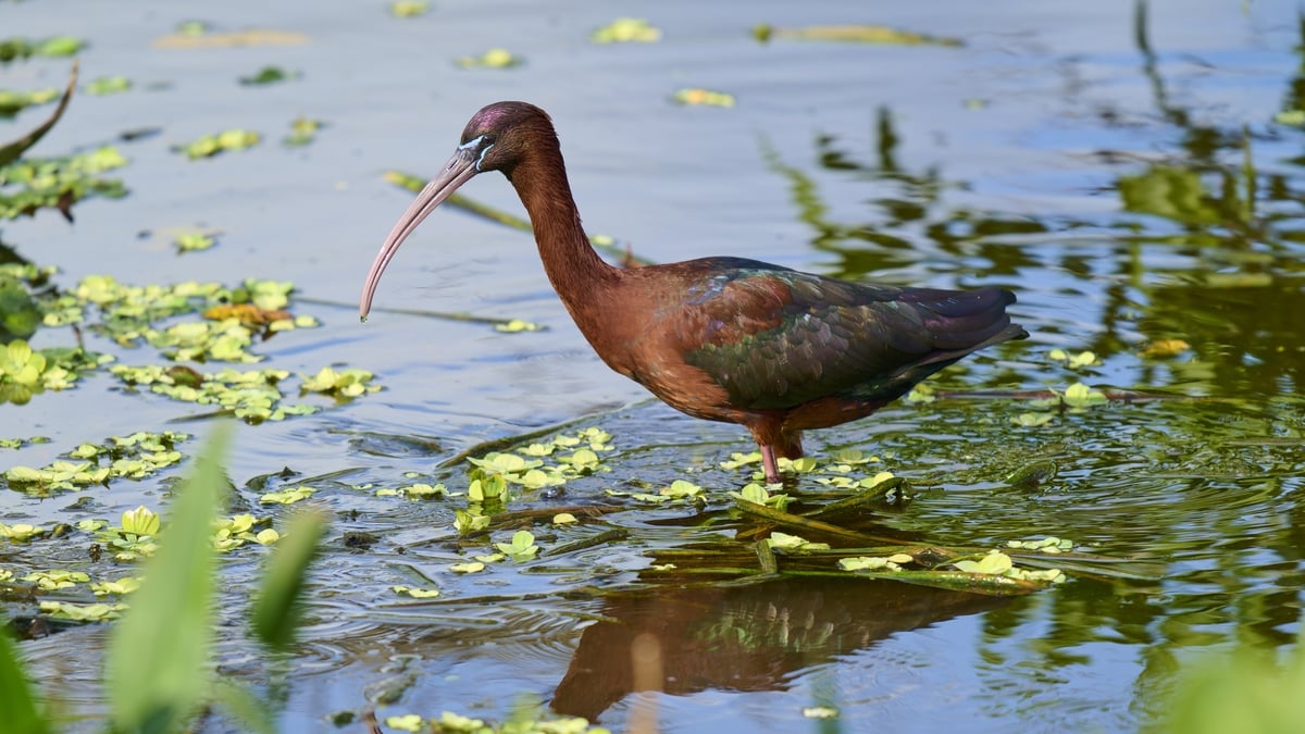 Glossed and Found: the glossy ibis population in Ireland booms