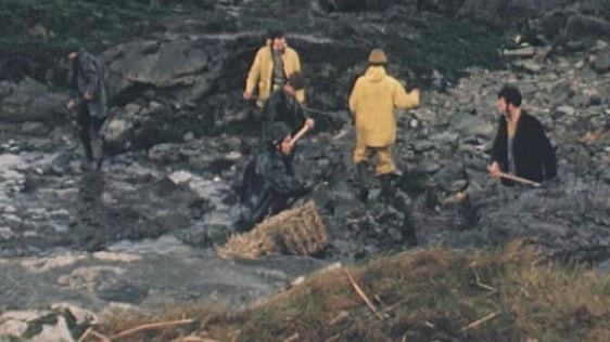 Oil Spillage cleanup in Bantry Bay, 1975