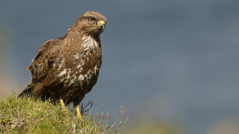 A case of H5N1 avian influenza virus was detected in a buzzard in Co Galway (stock image)