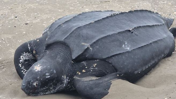 The Marine Institute said the turtle appears to be a leatherback turtle