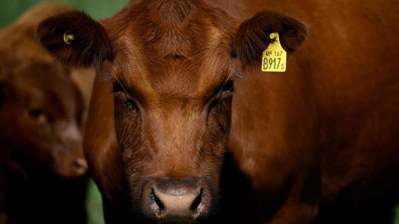 Argentina hopes the deal will fuel exports of its cattle to the EU (File image)