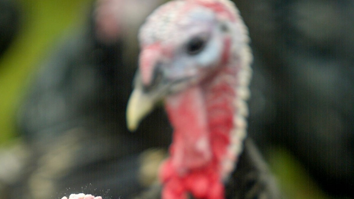"It would be devastation to the business" - Poultry farmer on bird flu concerns