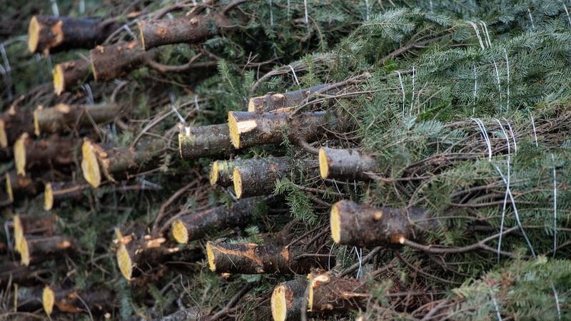 The warning came after suggestions that tree needles could be stripped, blanched and dried to make flavoured butter