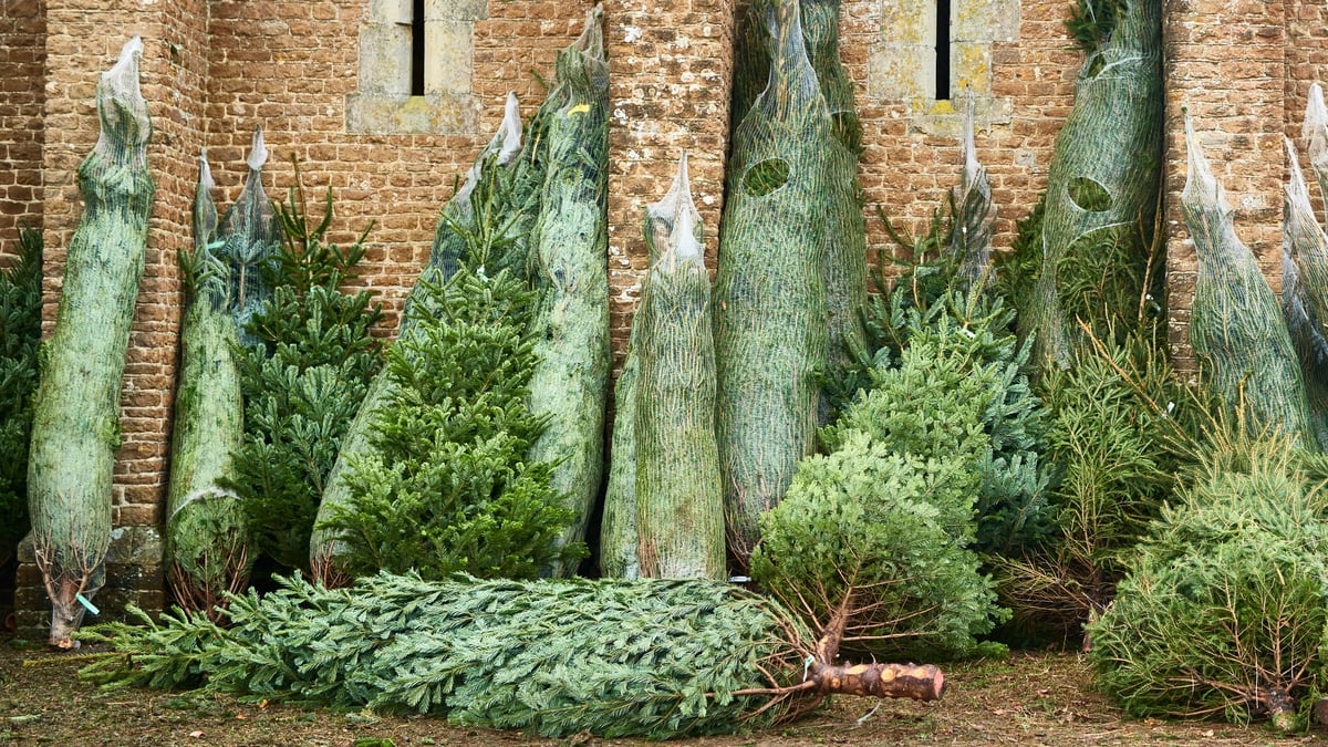 2025 Christmas tree sales tipped to hit all time high