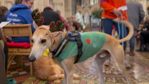 Bark, the Herald Angels sing for therapy dog charity in Dublin