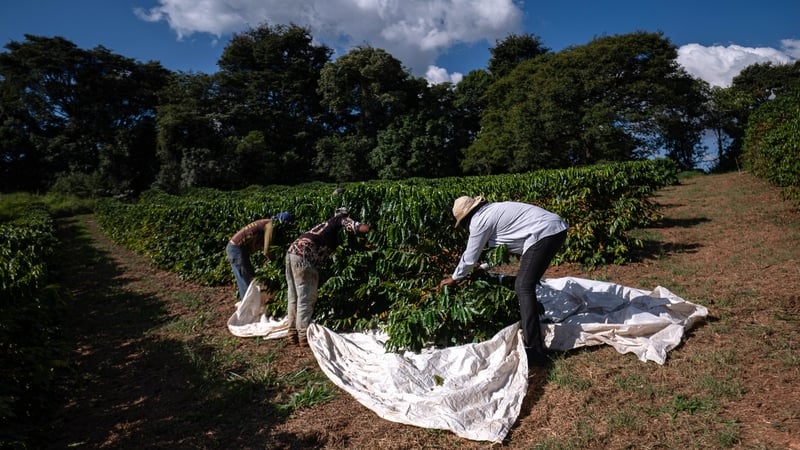 Brazil grows nearly half the world's arabica coffee beans - high-end beans typically used in roast and ground blends beloved by baristas