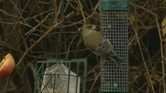 Greenfinch (2010)