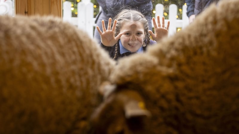 The crib is a joint initiative between Dublin City Council and the Irish Farmers' Association