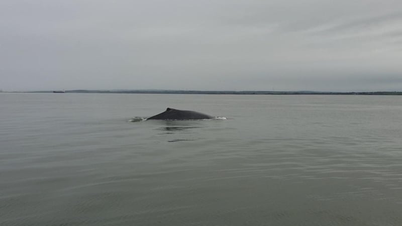The whale was spotted yesterday evening near Moneypoint in Co Clare (Photo: Irish Whale and Dolphin Group)
