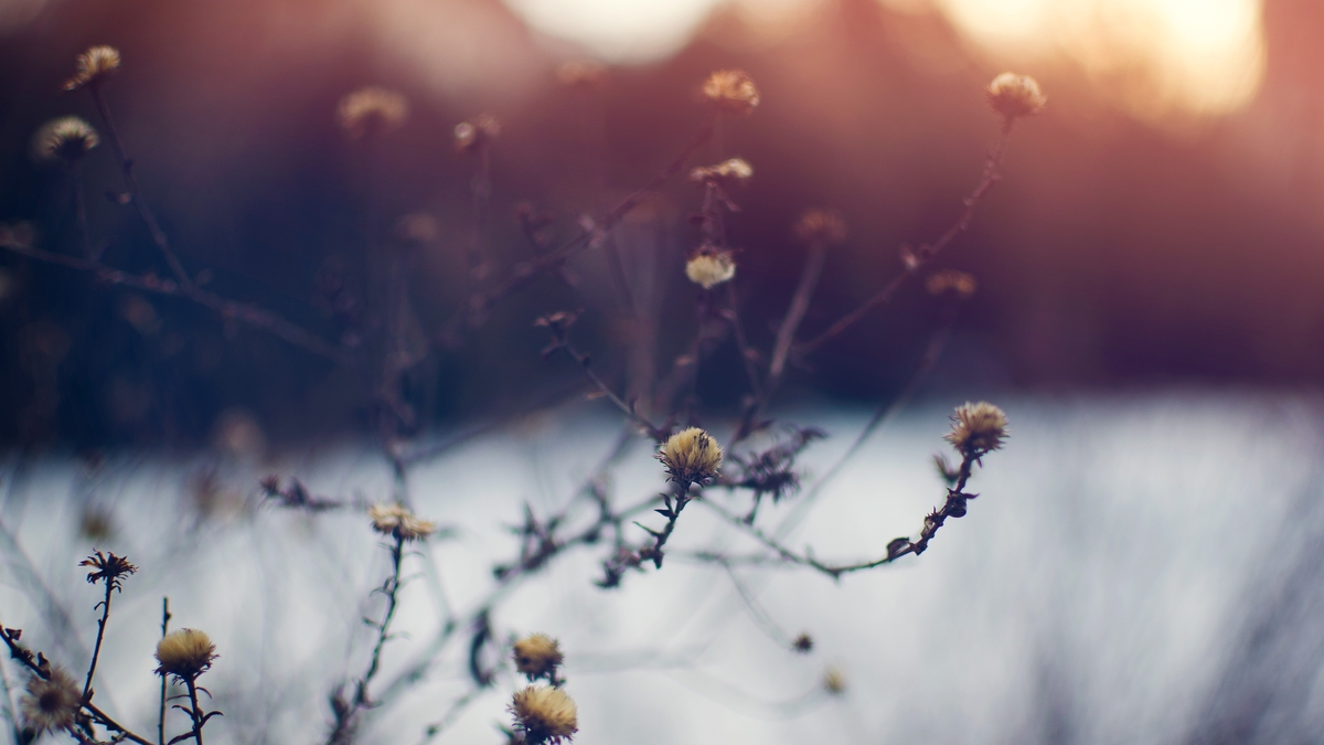 Seasonal poetry - Enda Wyley