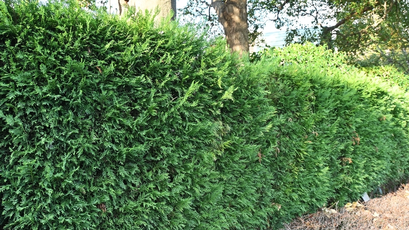 The court heard a leylandii hedge was damaged (Stock image)