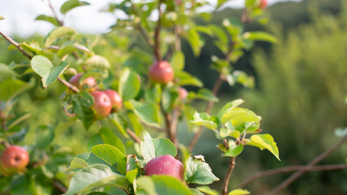 Walking through an apple orchard