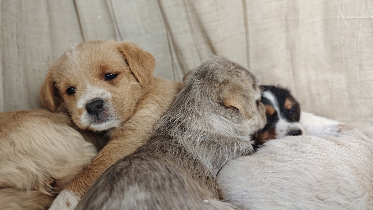 A visit to Dublin's DSPCA