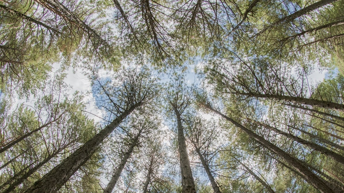 Celebrating National Tree Day