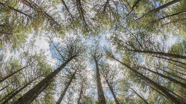 Looking up at beautiful Scots Pine trees