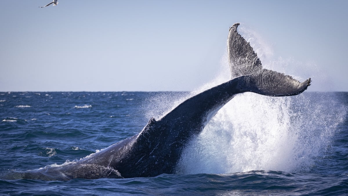Are Whales disappearing from the West Cork Coastline?