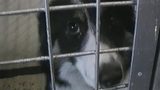 An abandonned dog, 1995.