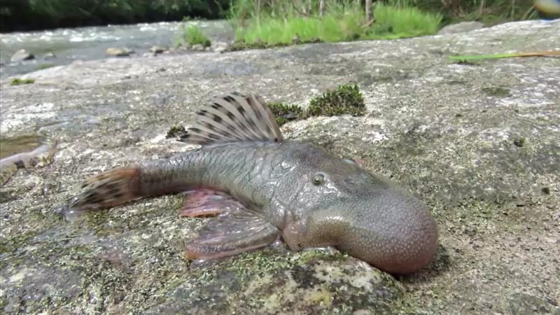 A total of 2,046 species were recorded during the 38-day expedition using camera traps, bioacoustic sensors and DNA sampling