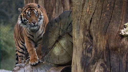 Dao arrived from a zoo in Germany (Photo: Darragh Kane)