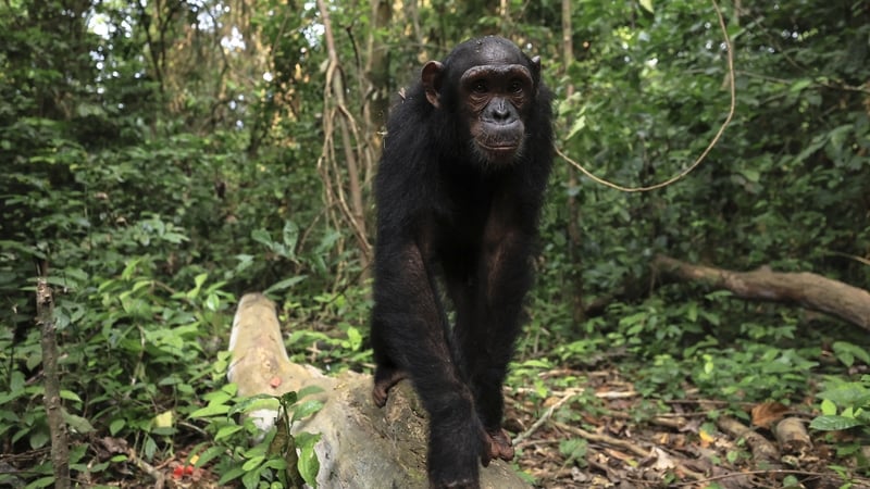 Papaye International runs a sanctuary for chimpanzees in the Douala-Edea national park