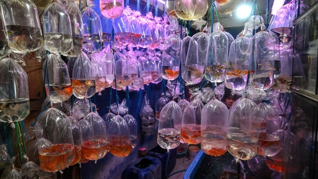 A vendor waits for customers behind fish for sale at a market in Surabaya, Indonesia