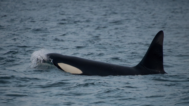 Three pods spend several weeks of each spring and fall in the waters of Puget Sound (Stock image)