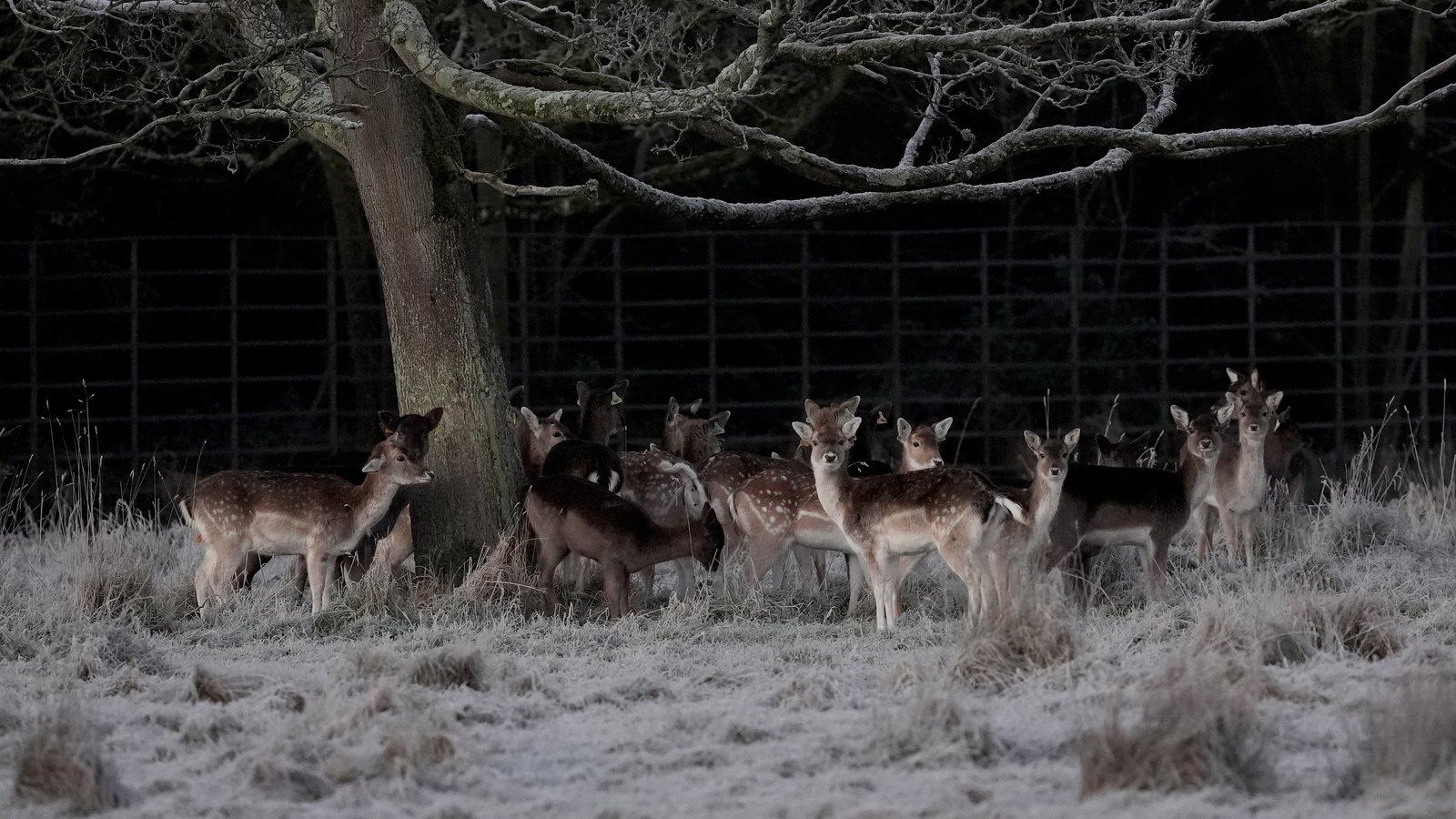 Why Ireland's coldest days are becoming less frequent and severe