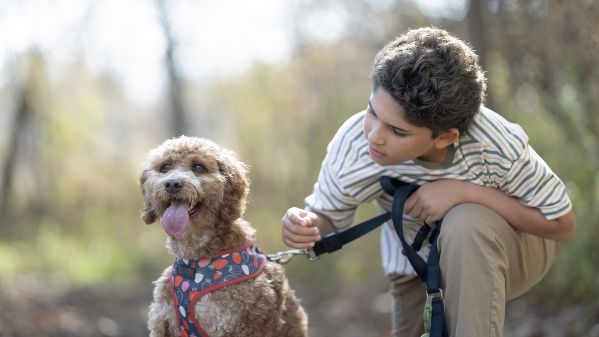 The Dos and Don’ts of Dog Owning 