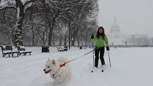 A woman in a snowy Washington DC brings her dog for a walk using skis