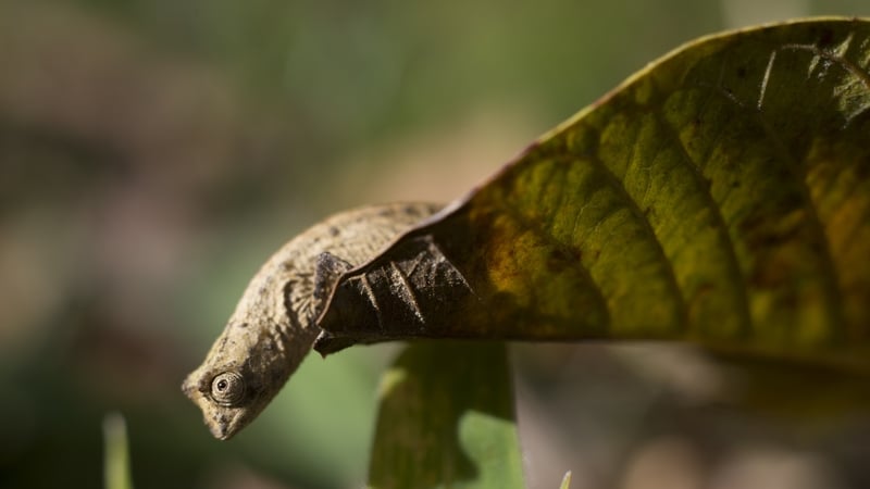 The pygmy chameleon blends in with the leaf litter and lower vegetation of its montane forest habitat in Tanzania