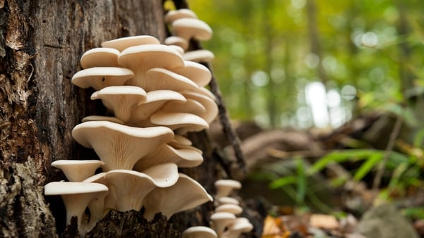 Sunday Miscellany: Mushroom Picking, by Alexander McMaster