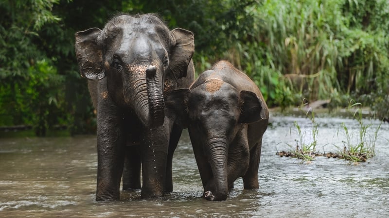 Bathing elephants is a popular activity among visitors in Thailand, where about 2,800 elephants are held for tourism purposes (Stock image)