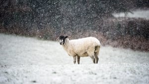 Amelia Thomas - Understanding Animals show image