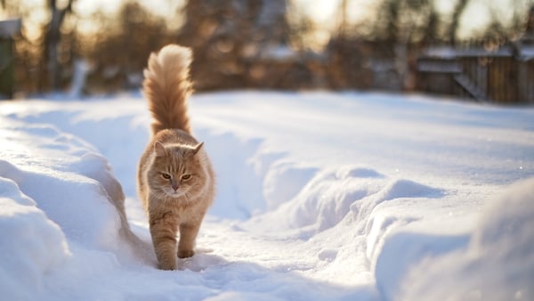 Cats and kittens often sleep in car engines for heat in time of cold weather