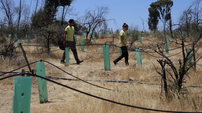 Reforestation is under way in an area affected by last year's wildfire at the Botanical Garden in Viña del Mar