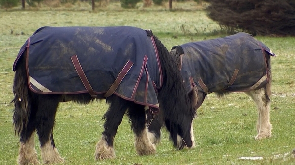 The DSPCA has issued an animal welfare warning to pet owners.