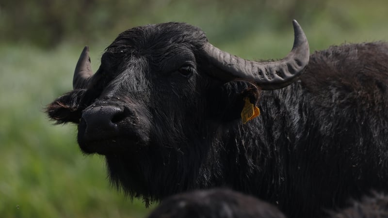 The disease was detected in water buffalo near Berlin (Stock image)