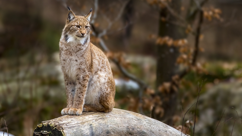 A total of four lynx have been spotted in the Scottish Highlands in recent days (Stock photo)