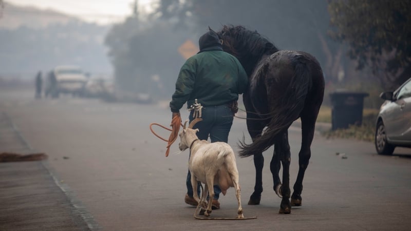 A worker evacuates a horse and a goat from homes during the Eaton Fire in Altadena, California on 8 January