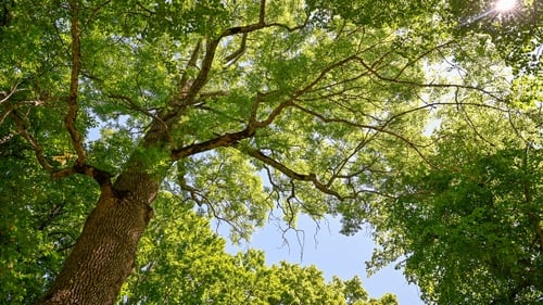 Ireland's native trees, like the Ash, play crucial ecological roles, providing food and habitat to countless species. Photo: Getty Images