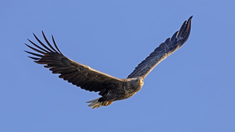 The National Parks and Wildlife Service is appealing for information after the bird was shot (Stock photo)